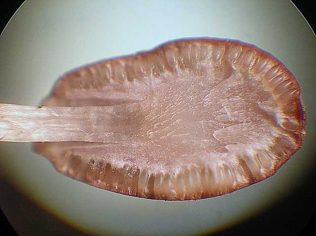 Cordyceps larvicola    Qulet